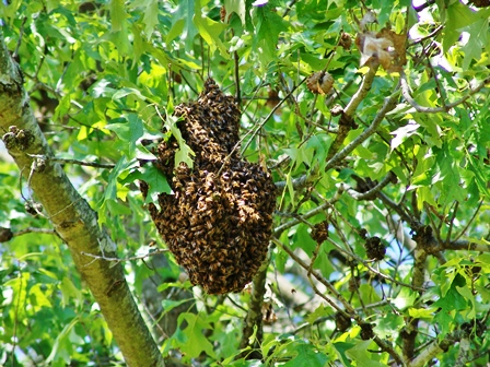 UT Institute of Agriculture to Host Master Beekeeper Classes