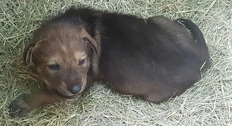 Zoo Knoxville invites community to help name red wolf pup