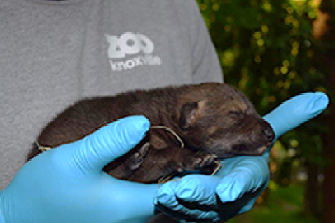Zoo Knoxville announces birth of critically endangered red wolf