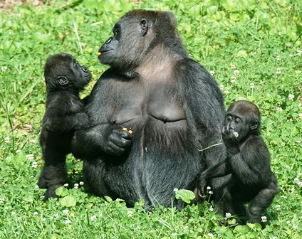 Zoo Knoxville throwing gorilla babies a birthday party