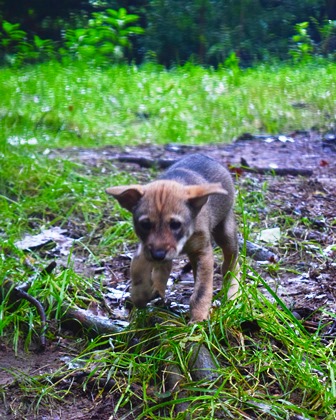 Zoo Knoxville’s red wolf pup now has a name