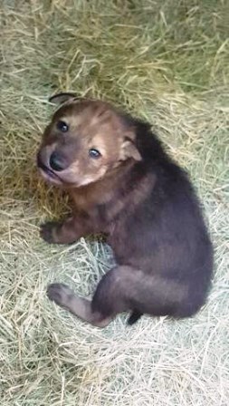 Community invited to choose a name for Zoo Knoxville’s red wolf pup