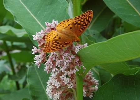 Butterfly Festival to be held at UT Arboretum in Oak Ridge this Saturday