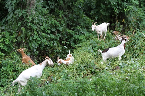 Goats help improve City parks by chewing on kud(zu)