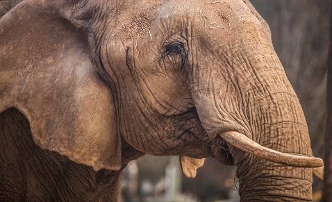 Zoo Knoxville throwing an elephant birthday party