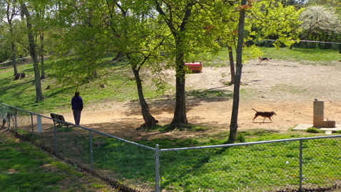 Bow Wow in the Park