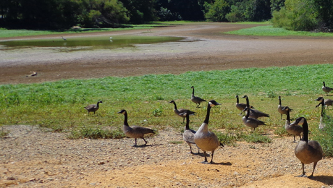 You can help save Butterfly Lake