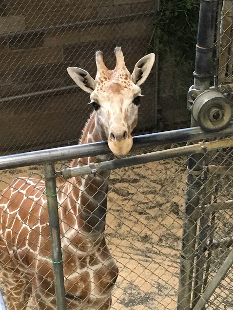 New giraffe arrives at Zoo Knoxville