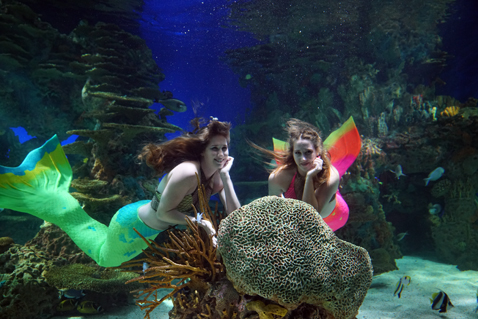Mermaids swimming daily at Ripley’s Aquarium of the Smokies