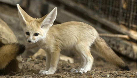 Pet foxes on leashes in county parks a no-no!