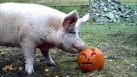 ‘Pumpkins for Piggies’ called for by Hooves & Feathers
